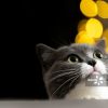 建筑猎头顾问杨华个人信息_三幸网