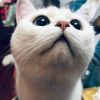 建筑猎头顾问秦个人信息_三幸网