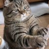 建筑猎头顾问徐友平个人信息_三幸网