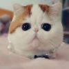 建筑猎头顾问卢小宝个人信息_三幸网