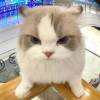 建筑猎头顾问黄经理个人信息_三幸网