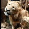 建筑猎头顾问颜老师个人信息_三幸网