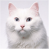 建筑猎头顾问常先生个人信息_三幸网