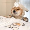 建筑猎头顾问小钟个人信息_三幸网