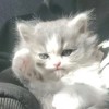 建筑猎头顾问鲜文静个人信息_三幸网