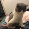 建筑猎头顾问沈军个人信息_三幸网