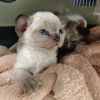 建筑猎头顾问张某个人信息_三幸网
