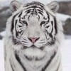建筑猎头顾问郭先生个人信息_三幸网