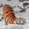 建筑猎头顾问易欣星个人信息_三幸网