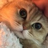 建筑猎头顾问张老师个人信息_三幸网