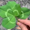建筑猎头顾问吴先生个人信息_三幸网