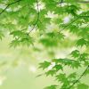 建筑猎头顾问张嘉慧个人信息_三幸网