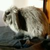 建筑猎头顾问张先生个人信息_三幸网