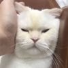 建筑猎头顾问郑雅婷个人信息_三幸网