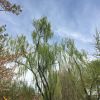 建筑猎头顾问梁工个人信息_三幸网