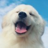建筑猎头顾问汪生个人信息_三幸网