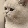 建筑猎头顾问杨工个人信息_三幸网