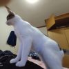 建筑猎头顾问严功个人信息_三幸网