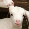 建筑猎头顾问焦工个人信息_三幸网
