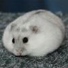 建筑猎头顾问沙先生个人信息_三幸网