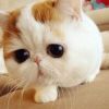 建筑猎头顾问程女士个人信息_三幸网