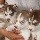 建筑猎头顾问张鹏个人信息_三幸网