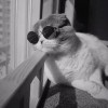 建筑猎头顾问小姚个人信息_三幸网
