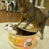 建筑猎头顾问池池个人信息_三幸网