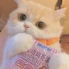 建筑猎头顾问dcw18397911401个人信息_三幸网