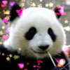 建筑猎头顾问刘个人信息_三幸网