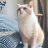 建筑猎头顾问冼程个人信息_三幸网
