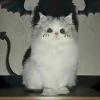 建筑猎头顾问解经理个人信息_三幸网