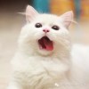 建筑猎头顾问黎老师个人信息_三幸网