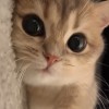 建筑猎头顾问张强个人信息_三幸网