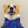 建筑猎头顾问小张个人信息_三幸网
