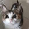 建筑猎头顾问高工个人信息_三幸网