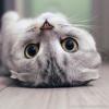 建筑猎头顾问刘俊峰个人信息_三幸网