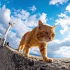 建筑猎头顾问汪生个人信息_三幸网