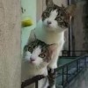 建筑猎头顾问陈个人信息_三幸网