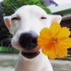 建筑猎头顾问张杰个人信息_三幸网