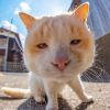 建筑猎头顾问李晋个人信息_三幸网