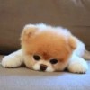 建筑猎头顾问龚小姐个人信息_三幸网