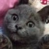 建筑猎头顾问黄格个人信息_三幸网