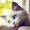 建筑猎头顾问小杨个人信息_三幸网