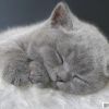 建筑猎头顾问杨工个人信息_三幸网