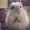 建筑猎头顾问闫小闫个人信息_三幸网