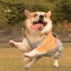 建筑猎头顾问赵紫怡个人信息_三幸网
