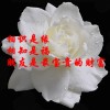 建筑猎头顾问王鹏个人信息_三幸网
