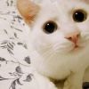 建筑猎头顾问肖工个人信息_三幸网