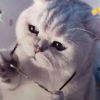 建筑猎头顾问谢先生个人信息_三幸网